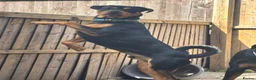 Rottweiler dogs for stud: Bruce the Rottweiler  - Advert 6