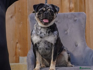 Pug dogs Merle n tan pug carrying fluffy & choc stud in Harpenden - Advert 2