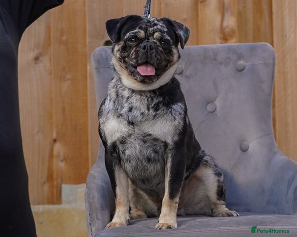 Pug dogs for stud in Harpenden - Advert 5
