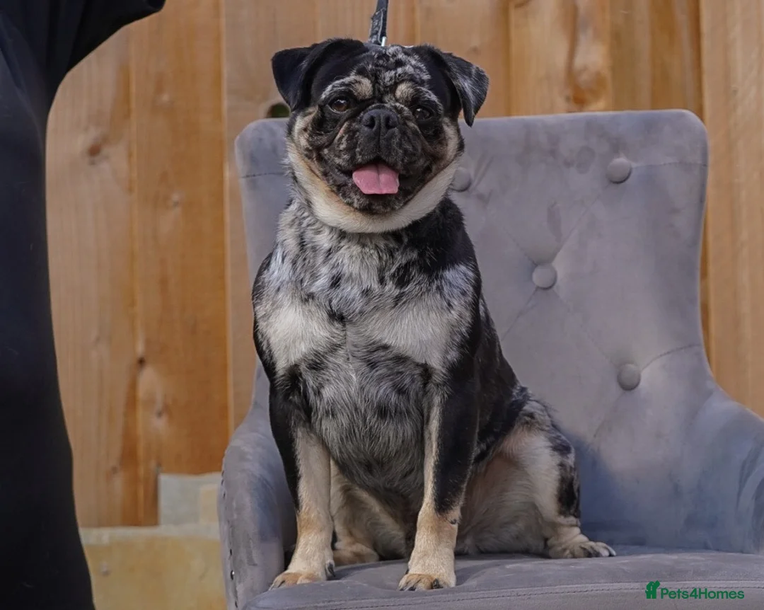 Pug dogs for stud: Merle n tan pug carrying fluffy & choc stud  in Harpenden - Advert 1