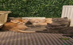 British Shorthair cats for sale: BSH BLUE AND BSH GOLD KITTENS Ready now! - Image 27