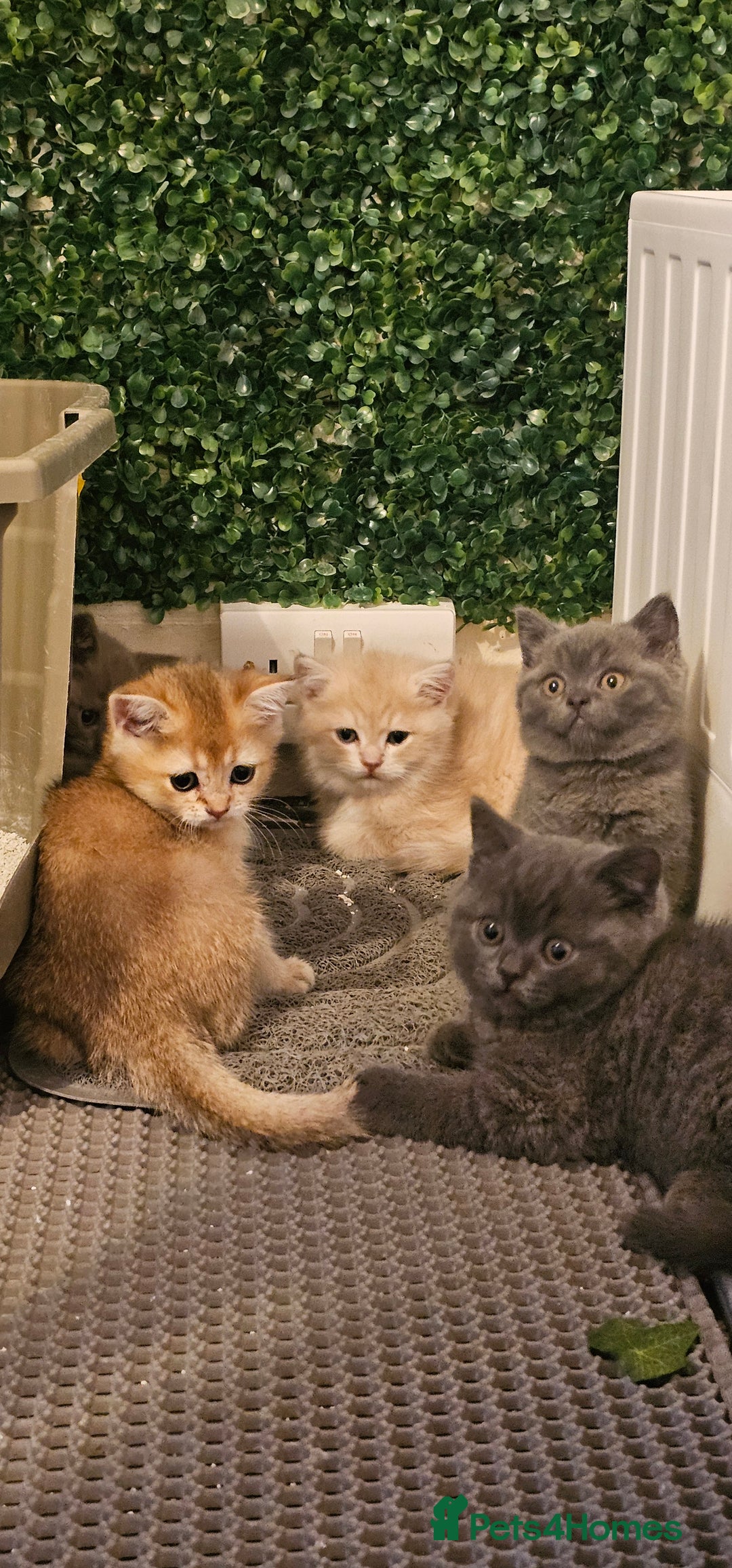 British Shorthair cats for sale: BSH BLUE AND BSH GOLD KITTENS Ready now! - Image 27