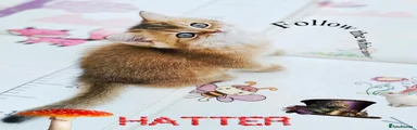 British Shorthair 3