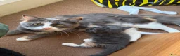 Mixed Breed cats for sale: 2 male ginger and 1 female black Kittens - Advert 1