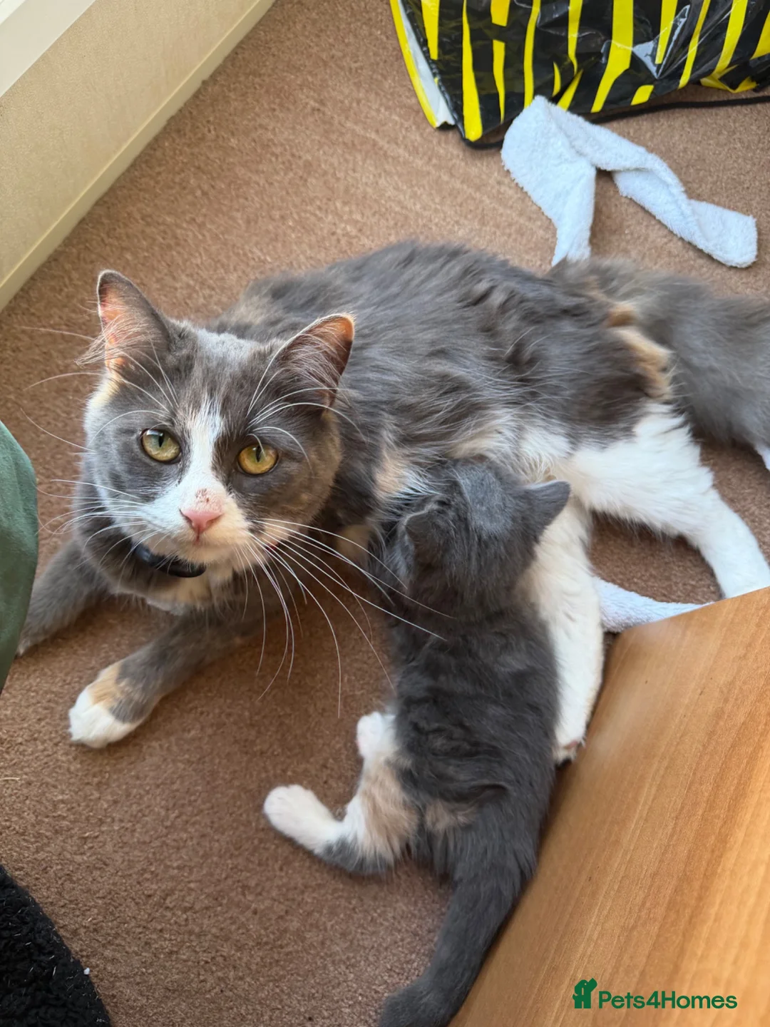 Mixed Breed cats for sale: 2 male ginger and 1 female black Kittens - Advert 1
