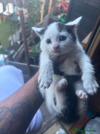 Manx cats - Advert 1