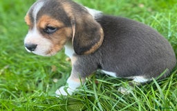 Beagle dogs for sale: KC REGISTERED SHOW TUOE BEAGLE PUPPIES  - Image 20