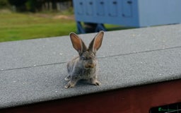 Continental Giant rabbits for sale: Continental Giants  - Image 4
