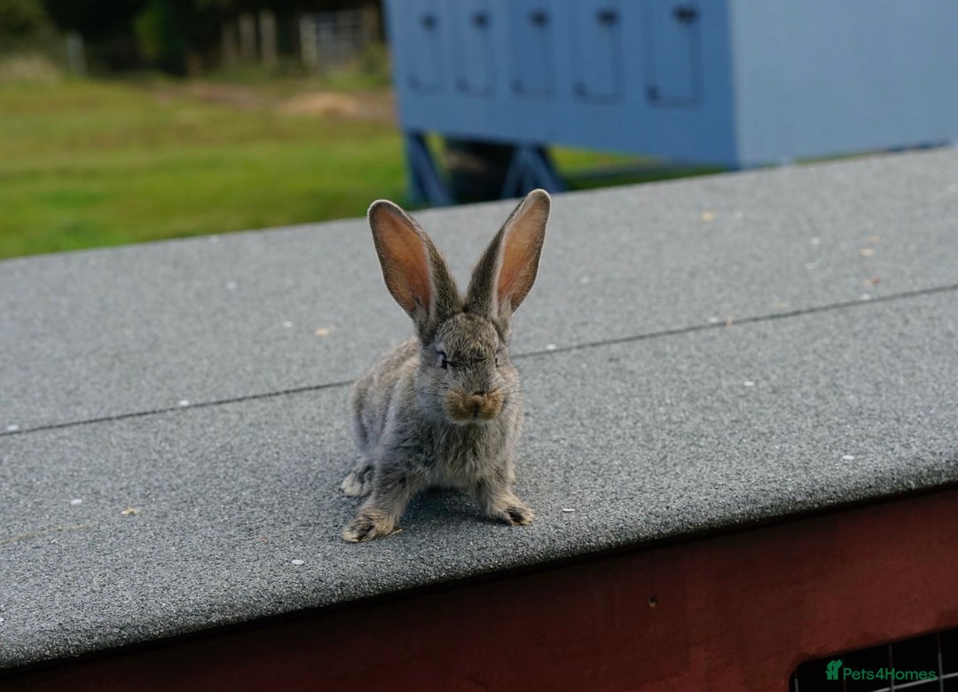 Continental Giant rabbits for sale: Continental Giants  - Image 4