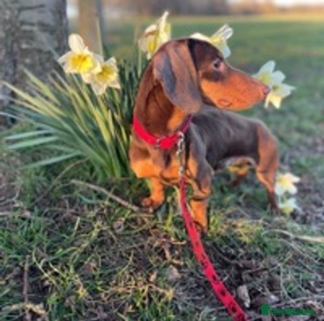 Miniature Dachshund dogs for stud: Experienced Choc & Tan Mini - KC Reg & DNA CLEAR in Romford - Advert 11