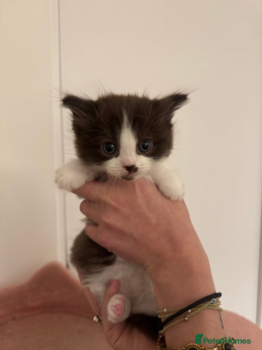 Ragdoll cats for sale: 5 beautiful kittens, 3/4 ragdoll 1/4 tabby - Advert 20