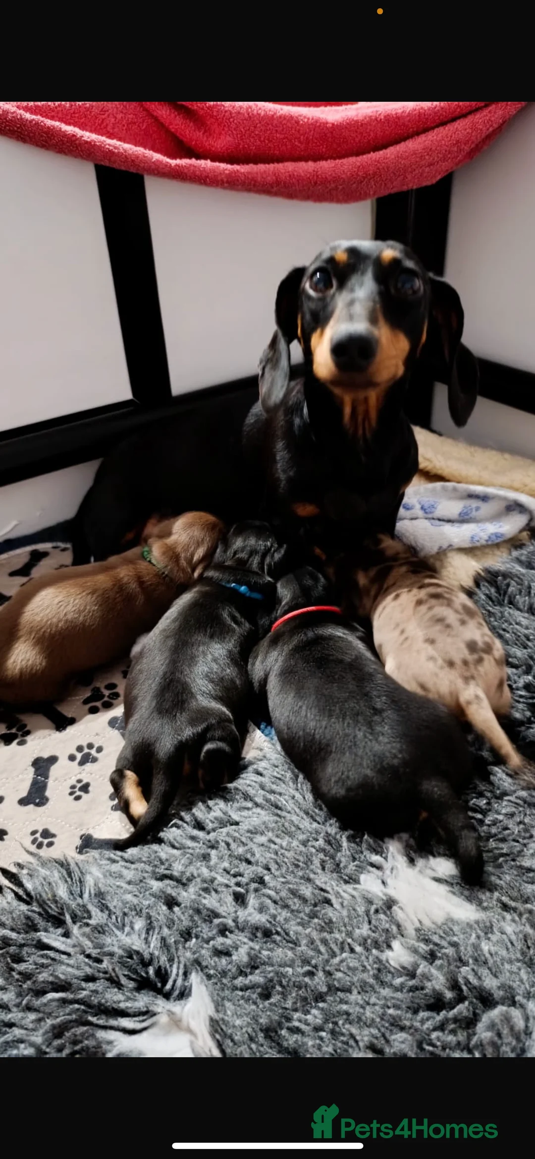 Miniature Dachshund dogs for sale: Miniature Dashchunds Puppies - Advert 1