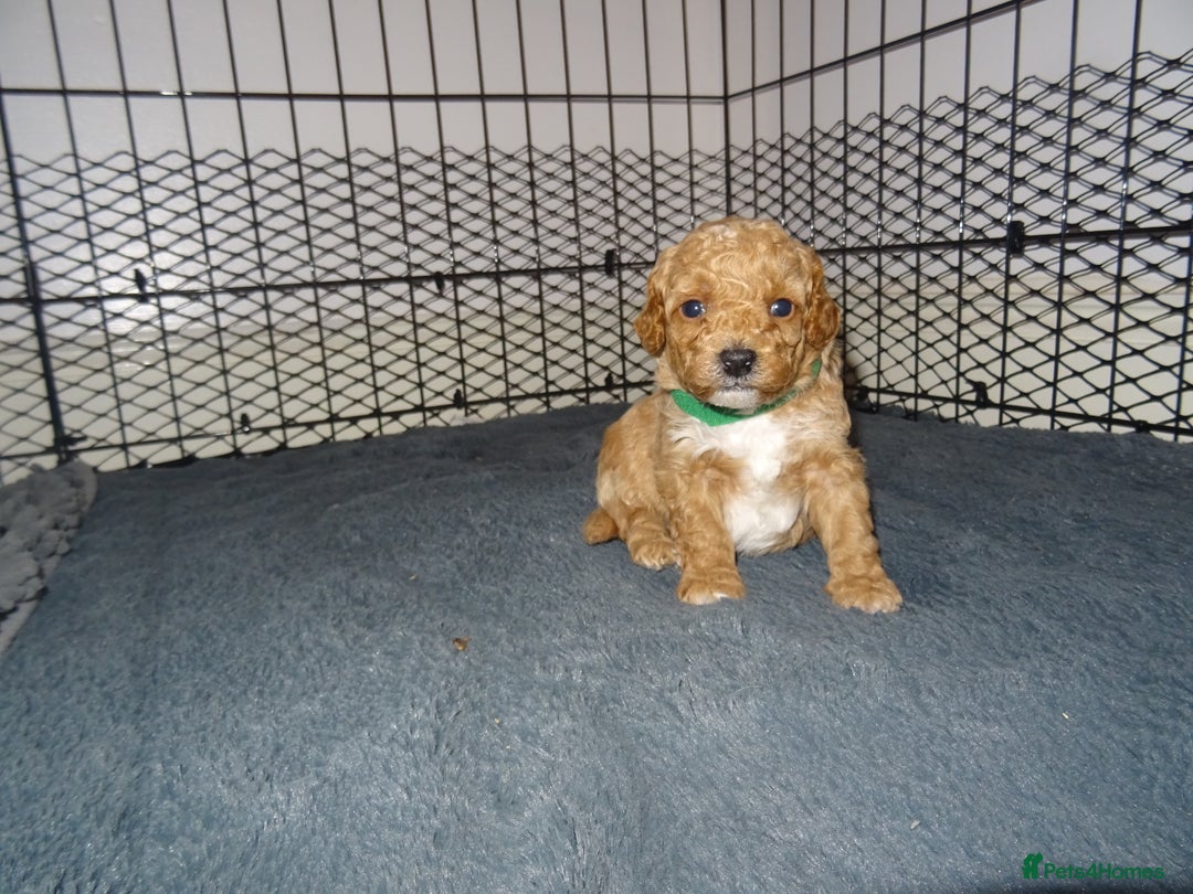 Maltipoo dogs for sale: 🐾 F1b Maltipoo Puppies – Ready Early January 🐾 - Advert 25