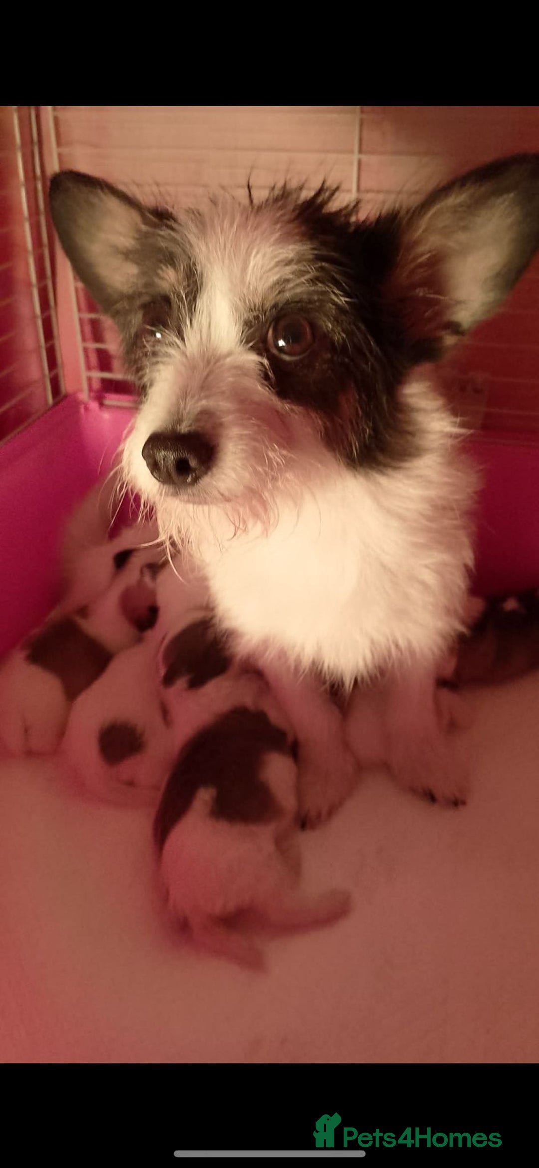 Mixed Breed dogs for sale: Adorable Maltese cross jack babies  - Advert 2