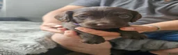 Doxiepoo dogs for sale: Doxiepoo in Chatteris - Advert 5