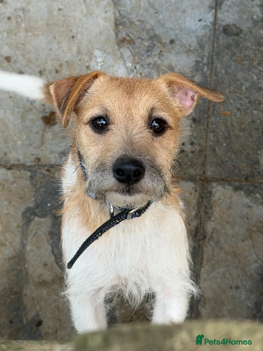 Jack Russell dogs for sale: Jack Russell  in Longfield - Advert 1
