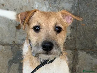 Jack Russell dogs Jack Russell - Advert 3