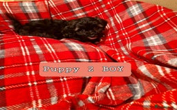 Shihpoo dogs for sale: 6 Georgeous Shipoo Teddy pups - Image 4