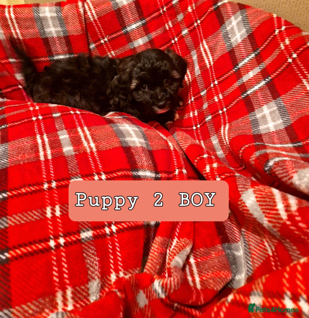 Shihpoo dogs for sale: 6 Georgeous Shipoo Teddy pups - Image 4