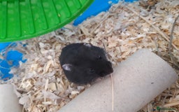 Hamster rodents for sale:  Russian Dwarf baby hamsters in Manchester - Image 4
