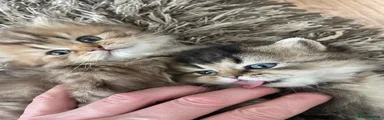 British longhair