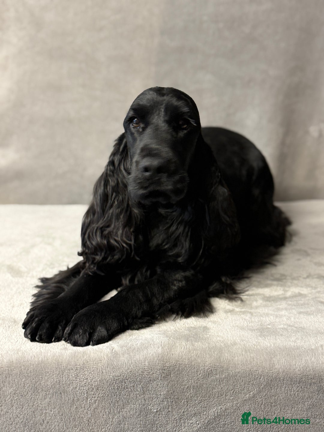 Cocker Spaniel dogs for sale: FABULOUS FELINA - Advert 3