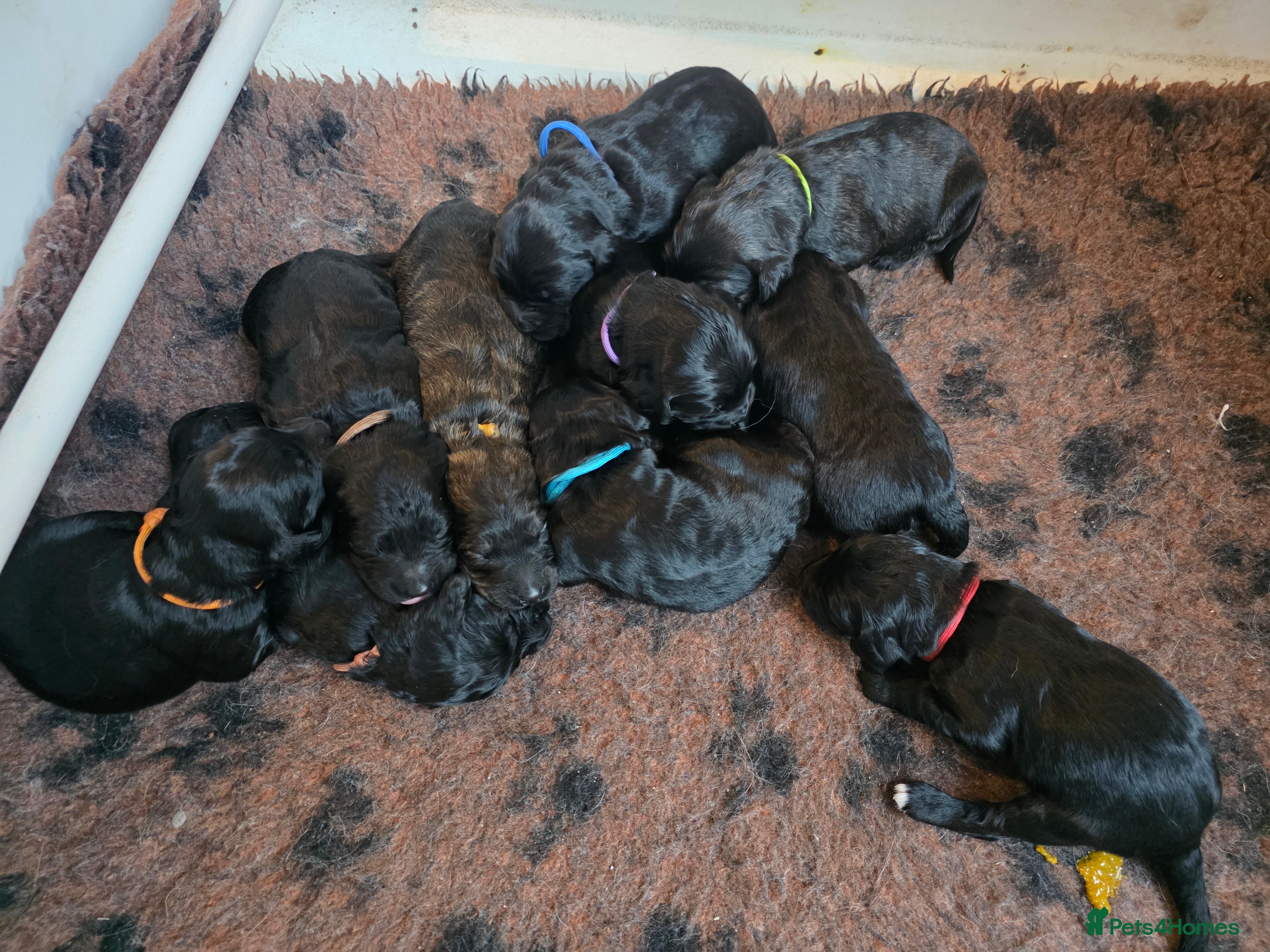 Goldendoodle dogs Outstanding F1 Goldendoodle Puppies - Advert 10