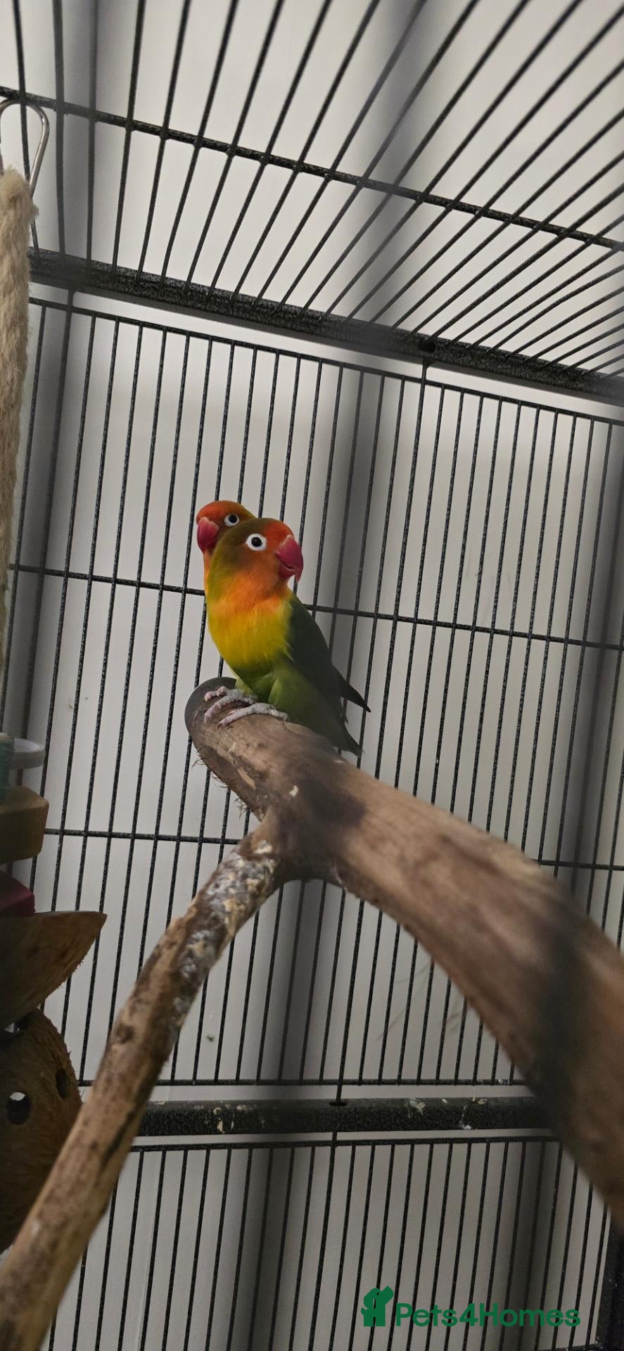 Lovebirds birds Breeding pair lovebirds - Advert 1