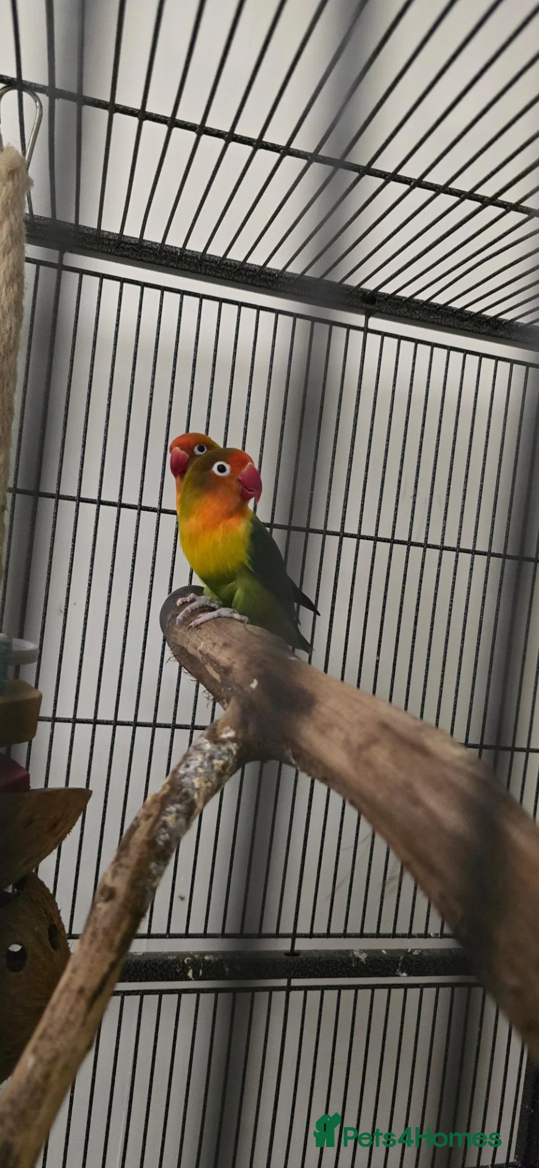 Lovebirds birds for sale: Breeding pair lovebirds in Bristol - Advert 1