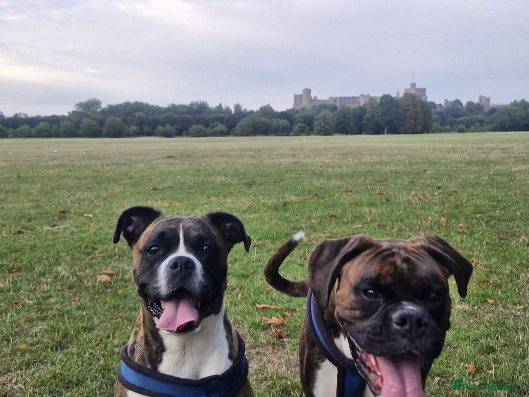 Boxer dogs for sale: Beautiful Pedigree Boxer Pups - Advert 5