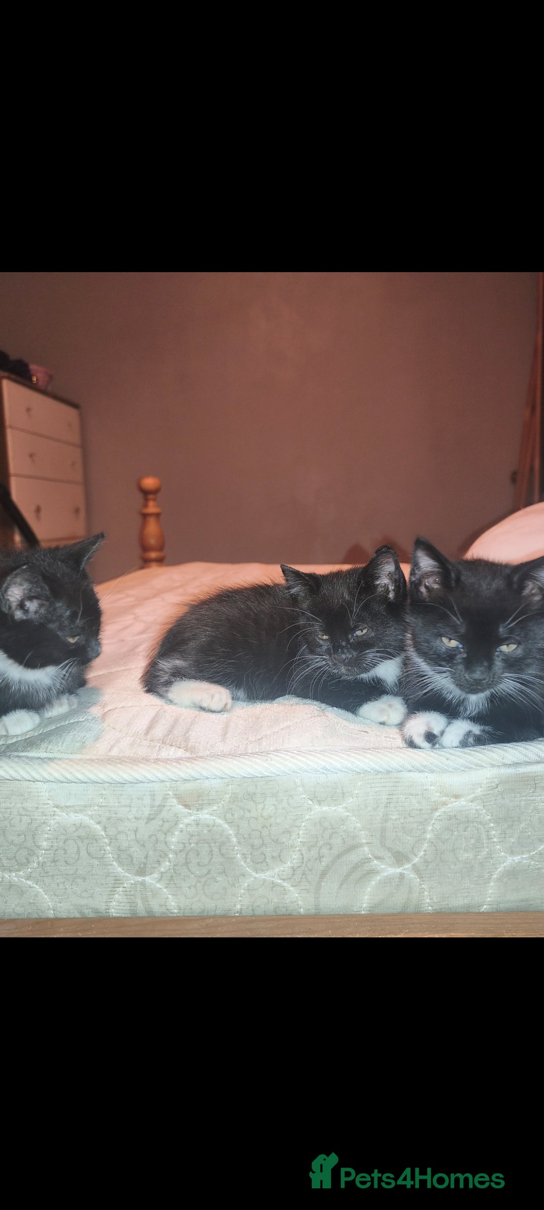 Mixed Breed cats for sale: Three Tuxedo Kittens Looking for Loving Homes - Advert 15