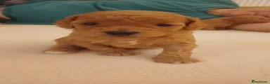 Cavapoochon 4
