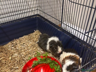 Mixed Breed rabbits Guinea pigs for sales - Advert 2