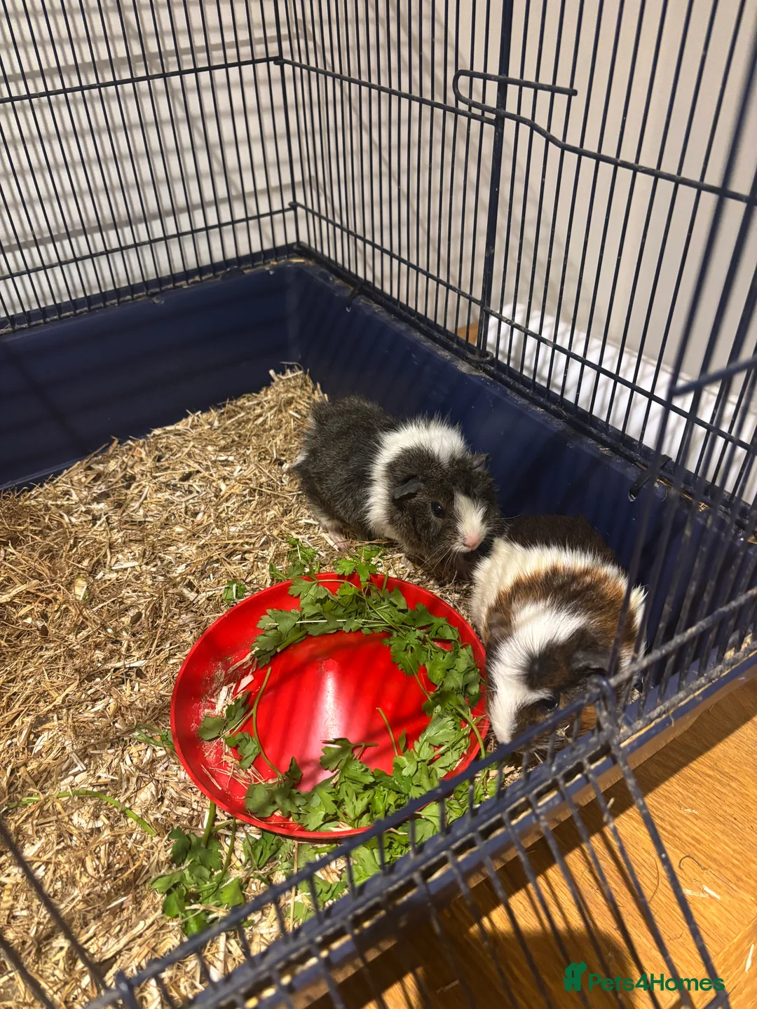 Mixed Breed rabbits for sale: Guinea pigs for sales - Advert 2