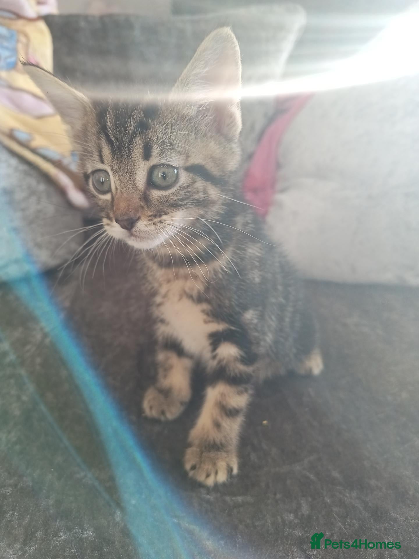 Mixed Breed cats 1 Female tabby kitten left - Advert 20