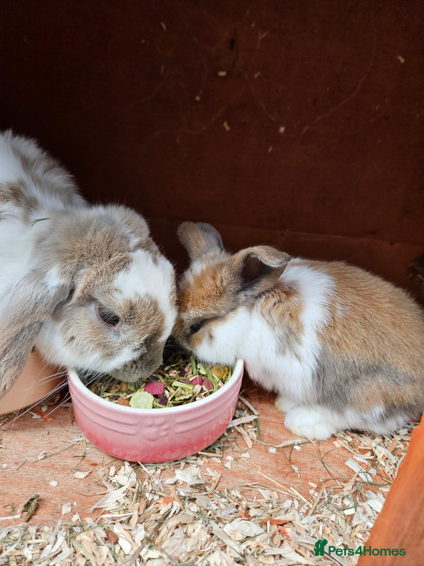 Mini Lop rabbits Mother & Bunnie for sale together  - Advert 4
