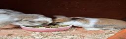 Mini Lop rabbits for sale: Mother & Bunnie for sale together  - Advert 2