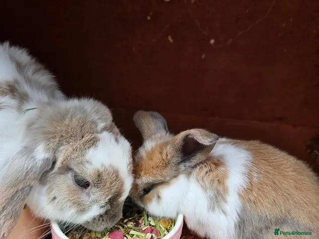 Mini Lop rabbits Mother & Bunnie for sale together - Advert 4