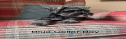 Miniature Schnauzer dogs for sale: KC registered, health tested, puppies ready now! - Advert 6
