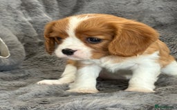 Cavalier King Charles Spaniel dogs for sale: Health Tested cavalier puppies  - Image 17