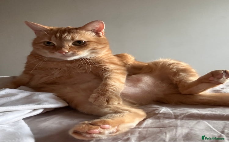 Domestic Shorthair cats - Advert 9