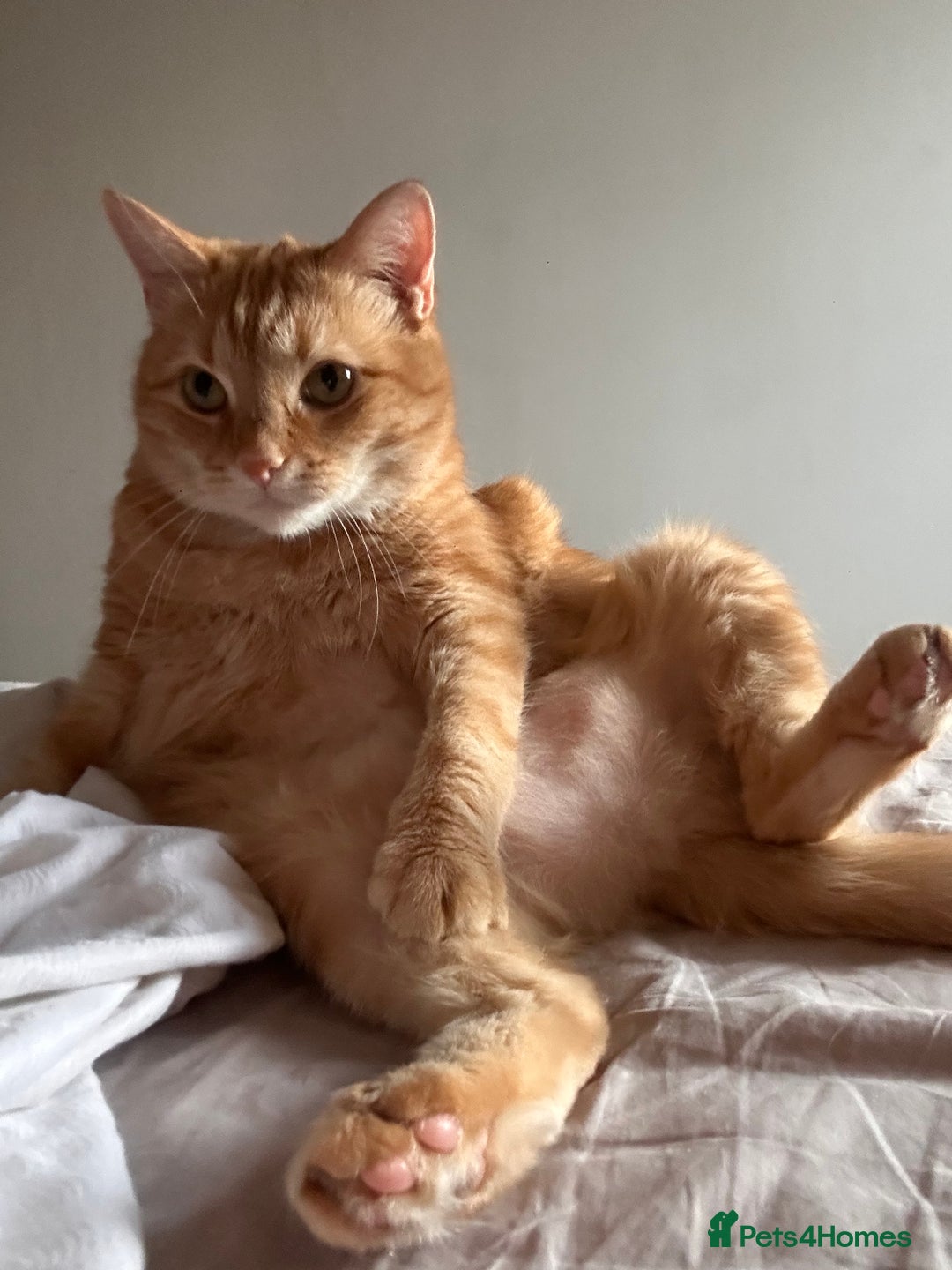 Domestic Shorthair cats for sale: Lovable Ginger Cat Looking for Her Forever Home 🧡 - Image 1