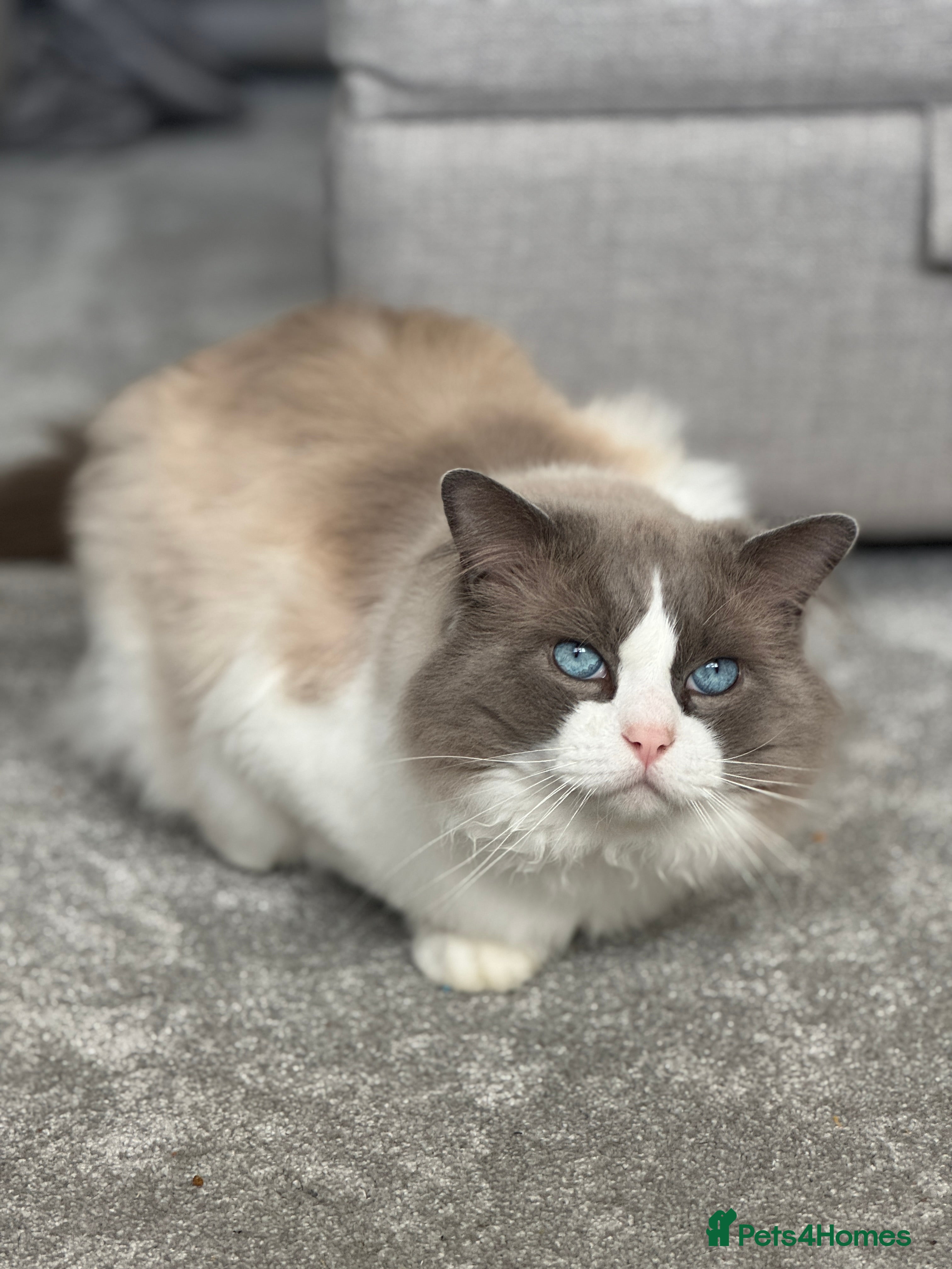 Ragdoll cats Male Ragdoll  - Advert 2