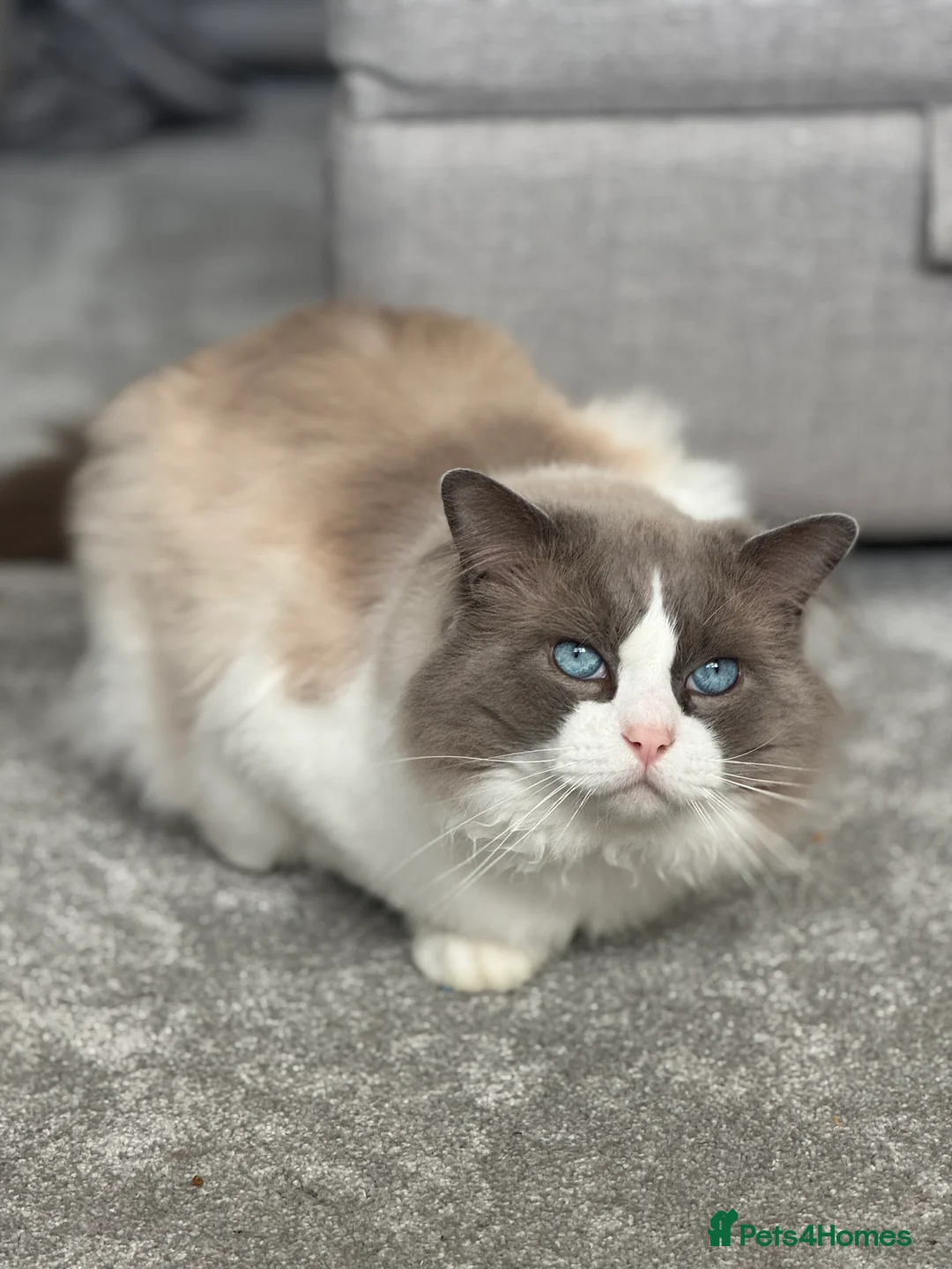 Ragdoll cats for sale: Male Ragdoll  - Advert 1