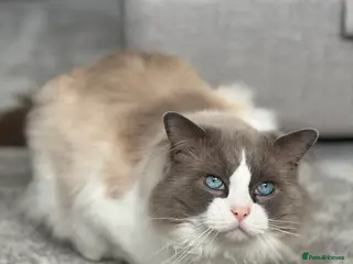 Ragdoll cats Male Ragdoll - Advert 2