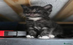 Mixed Breed cats for sale: 🐾 Beautiful Kittens – Tabby x Neva Masquerade  🐾 - Image 4