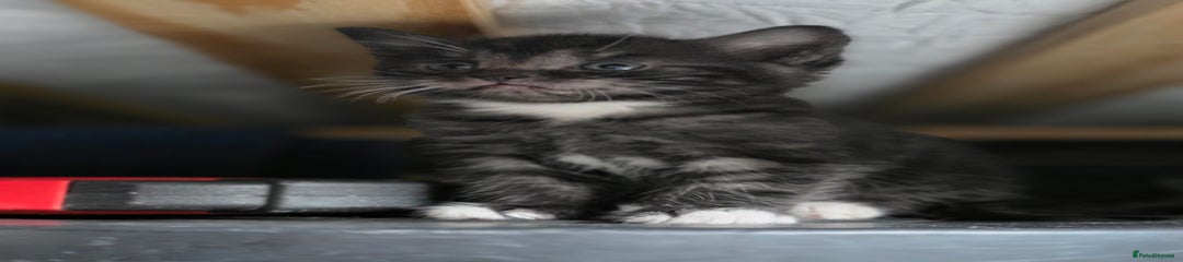 Grey/Black/White  Kitten 