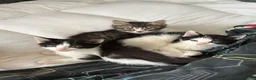 Mixed Breed cats for sale: Beautiful kittens  in Merthyr Tydfil - Advert 2