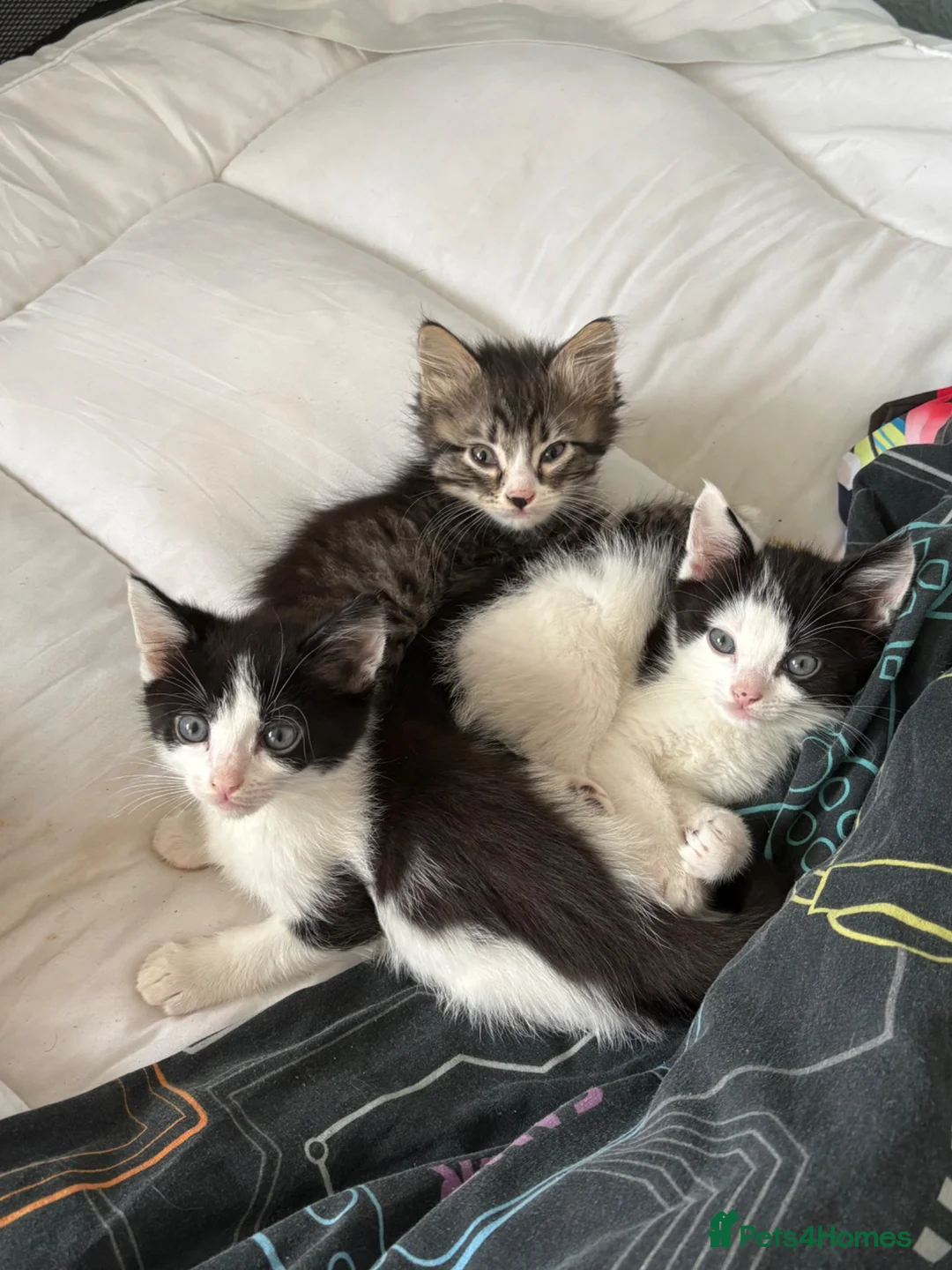 Mixed Breed cats for sale: Beautiful kittens  in Merthyr Tydfil - Advert 2