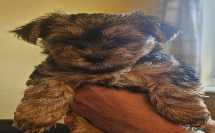 Yorkshire Terrier dogs - Advert 4
